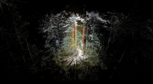 Illustration with a dark forest illuminated in the central part